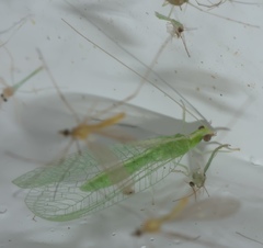 Chrysoperla pudica-group
