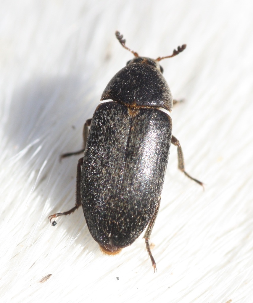 Hide Beetle