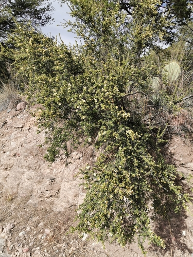 Image of Purshia mexicana by (c) M. Socorro González Elizondo, some rights reserved (CC BY-SA)