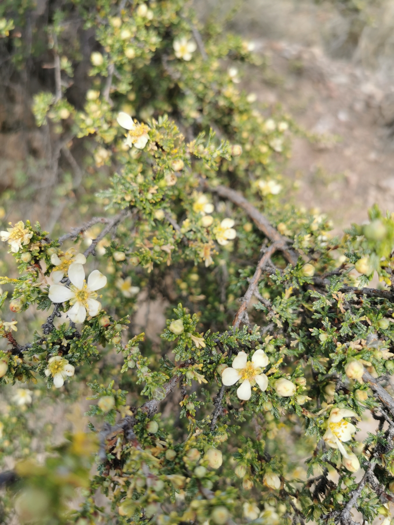Purshia mexicana