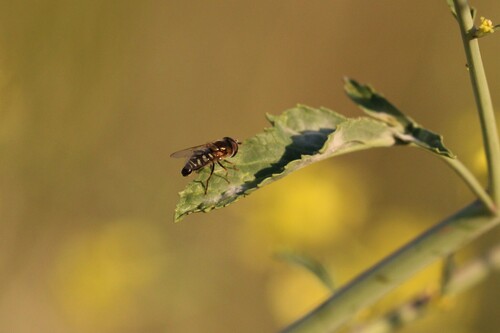 Unknown species found near Chino Hills, CA, USA