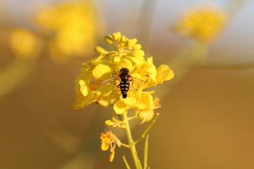 Unknown species found near Chino Hills, CA, USA