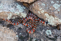 Lampropeltis pyromelana