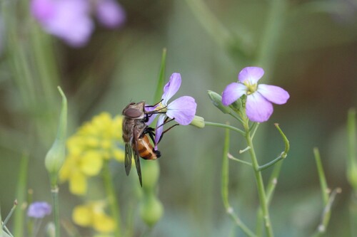 Unknown species found near Chino Hills, CA, USA