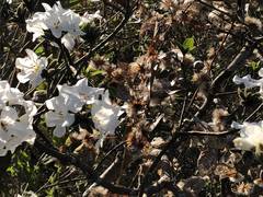 Cordia sonorae