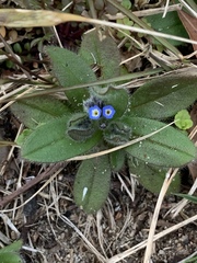 Myosotis stricta