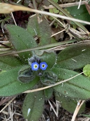 Myosotis stricta