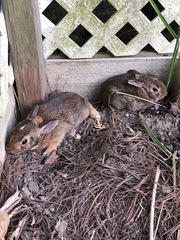 Sylvilagus floridanus