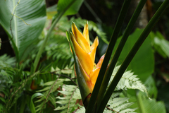 Heliconia caribaea