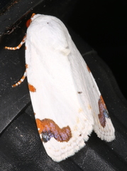 Chasmina pulchra