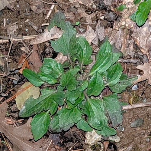 Browneyed Susan (Rudbeckia triloba)