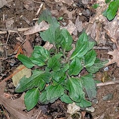 Braunauge (Rudbeckia triloba)
