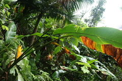 Heliconia caribaea