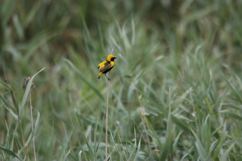 Yellow-crowned Bishop, Vila Franca de Xira, Portugal, photo 4 of 10