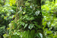 Peperomia distachyos