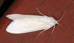 Scirpophaga