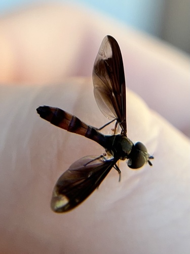 Unknown species found near CR-587 W, New Port Richey, FL, US