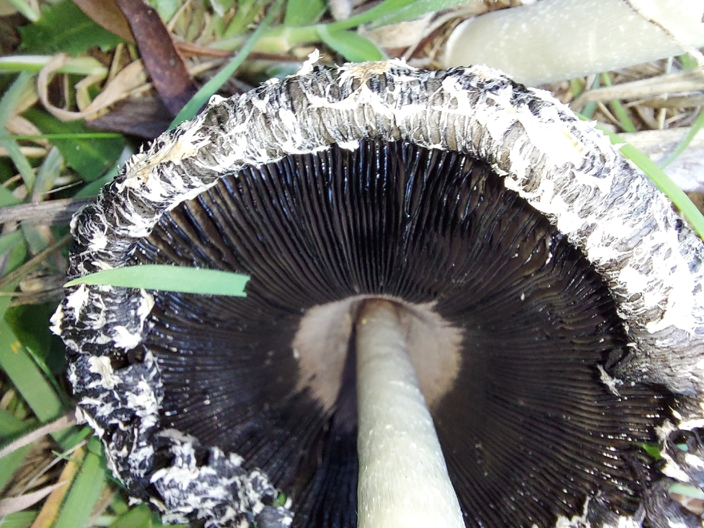 Coprinus comatus · March 2026 · photo: © graemelunt (iNaturalist, cc-by)