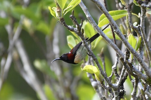 Black-throated Sunbird (Aethopyga saturata), photo 5