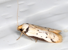 Philobota thiocrossa