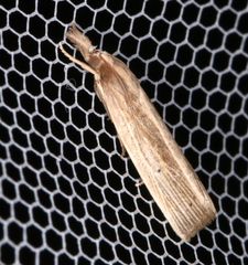 Calamotropha leptogrammellus