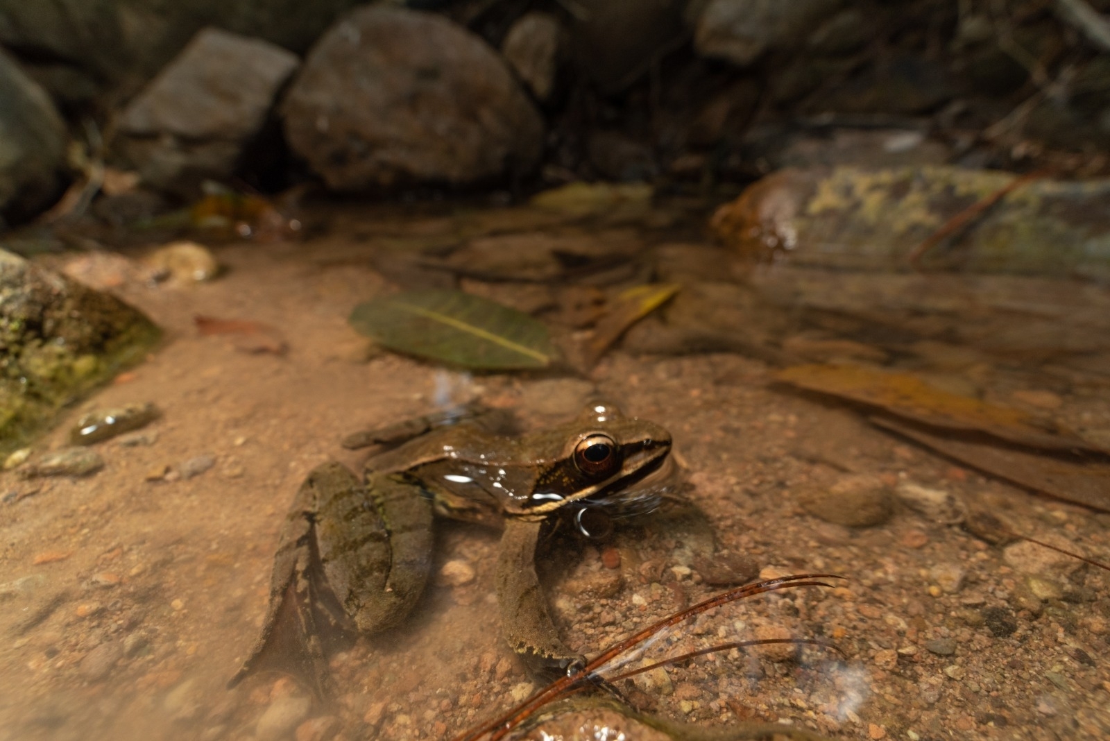 Sierra Madre Occidental Frog photo 2