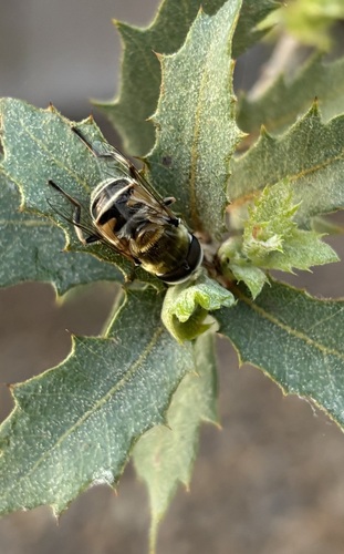 Unknown species found near Rancho Oakey, Las Vegas, NV, USA