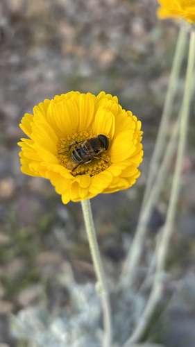 Unknown species found near Rancho Oakey, Las Vegas, NV, USA