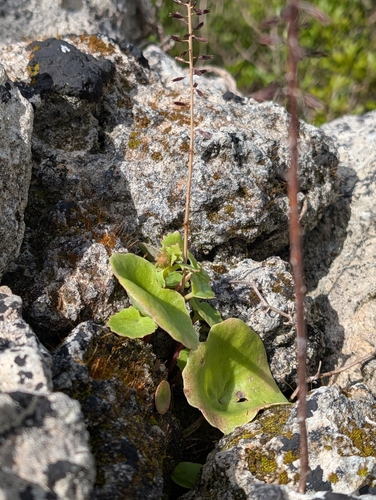 Umbilicus horizontalis, photograph 5