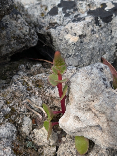 Umbilicus horizontalis, photograph 6