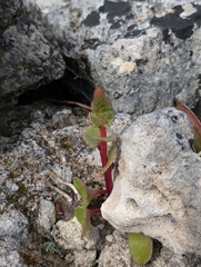 Umbilicus horizontalis, photograph author not stated, no rights reserved