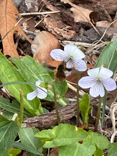 Unknown species found near Sam Snead Dr, Mebane, NC, US