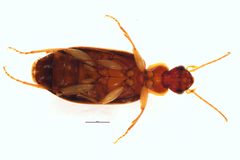 Dromius