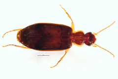 Dromius