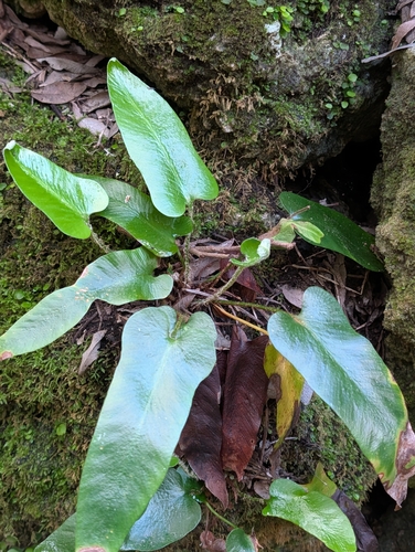 Asplenium sagittatum