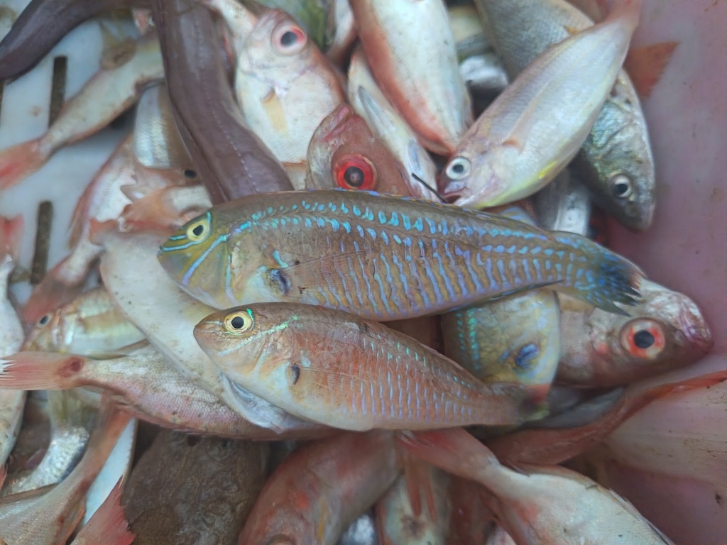 Choerodon typus
