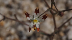 Nemacladus rubescens