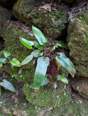 Asplenium sagittatum, photograph author not stated, no rights reserved