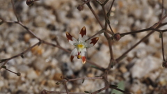 Nemacladus rubescens