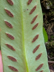 Asplenium sagittatum, photograph author not stated, no rights reserved