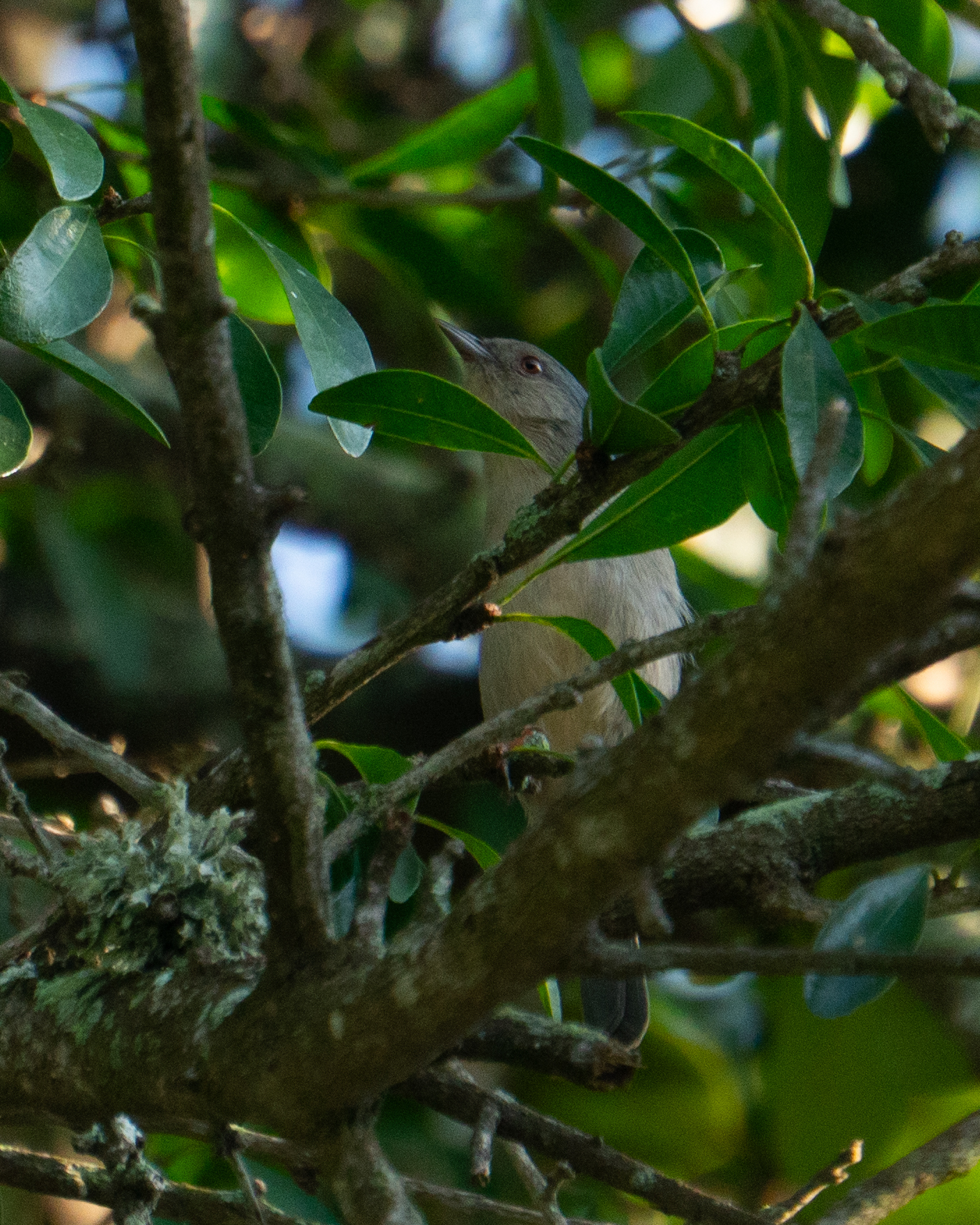 Bicolored Conebill (Conirostrum bicolor), photo 2