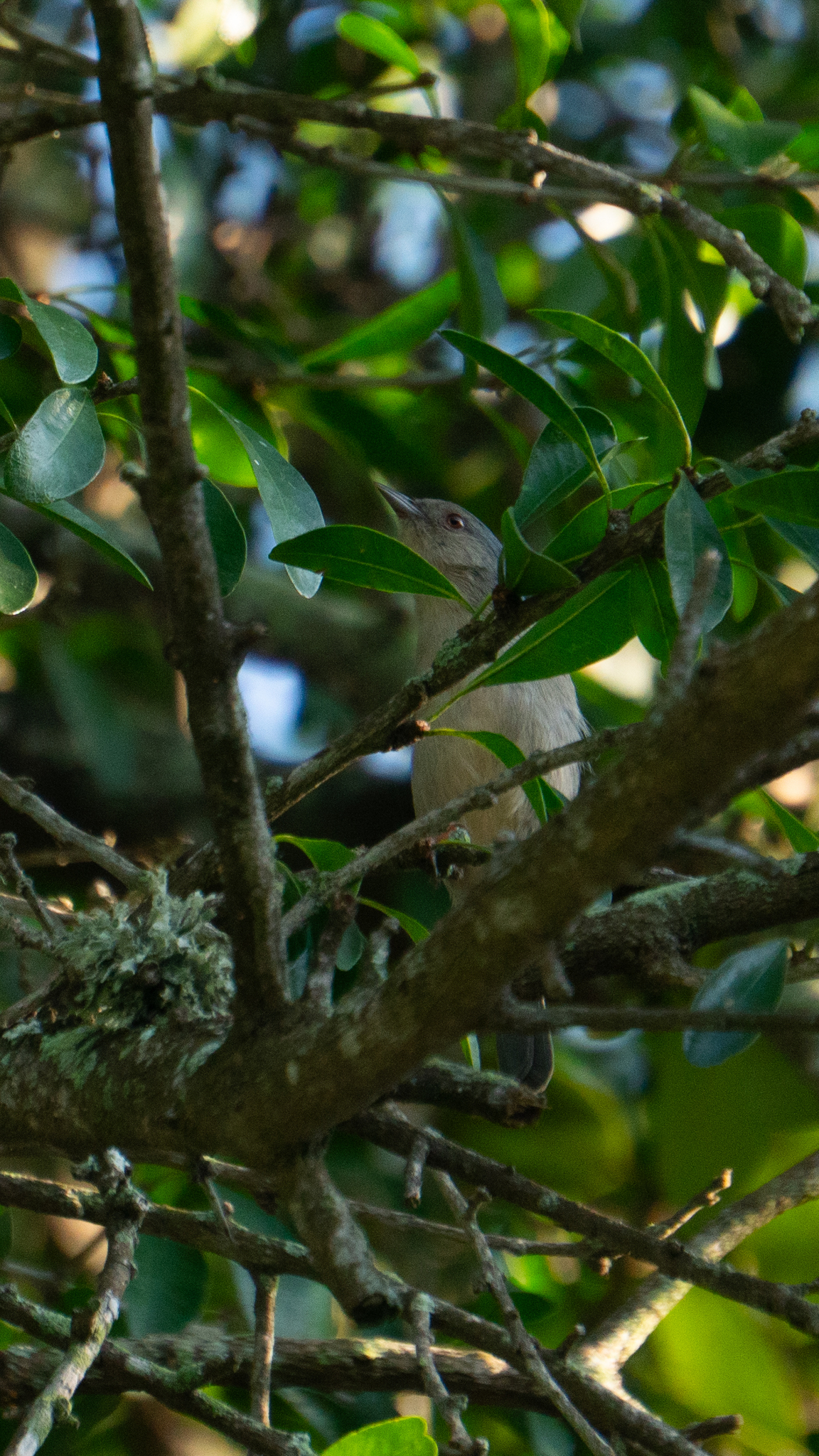 Bicolored Conebill (Conirostrum bicolor), photo 3