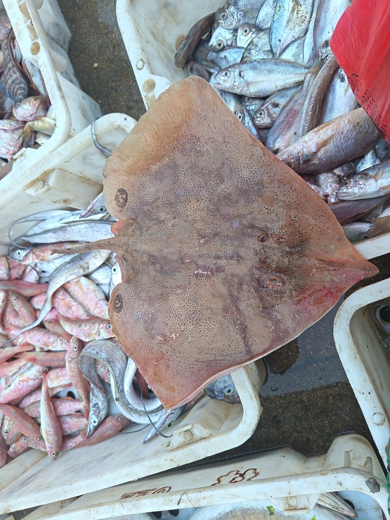 Okamejei boesemani