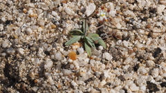 Nemacladus rubescens