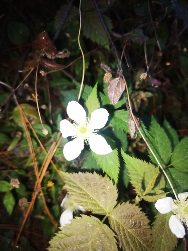 Mesoamerican Dewberry (Rubus humistratus)