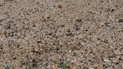 Nemacladus rubescens