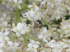 Syringa reticulata