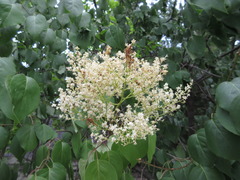 Syringa reticulata