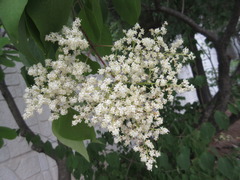 Syringa reticulata