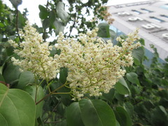 Syringa reticulata